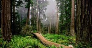 bosquenat